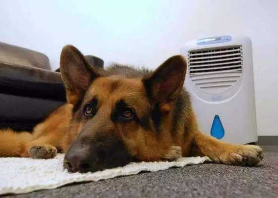 养宠知识狗狗可以吹空调吗（狗狗可以吹空调吗?）