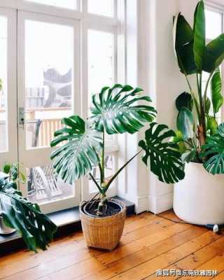 空调房里的植物养护知识（空调房 绿植）